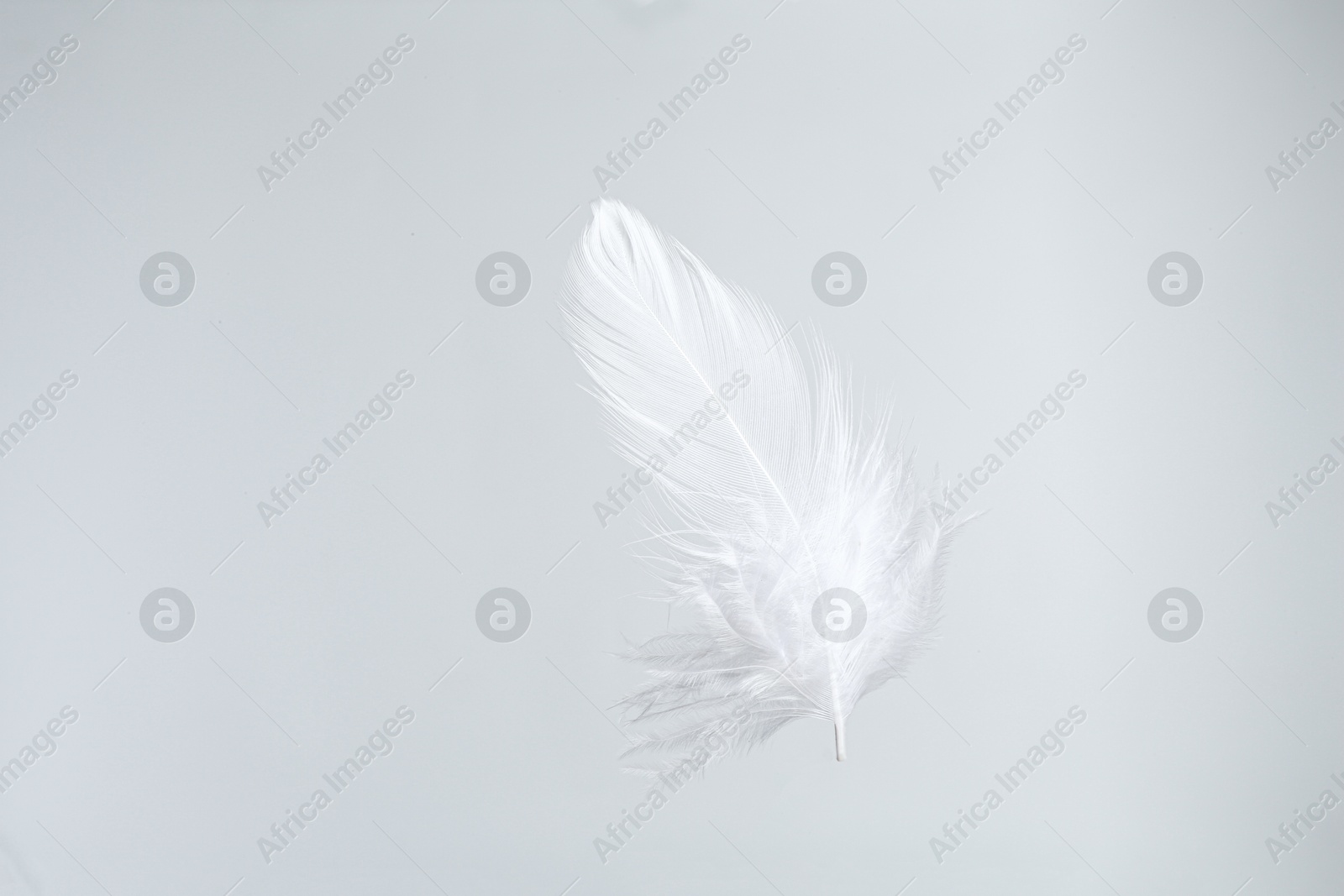 Photo of One beautiful fluffy feather isolated on white