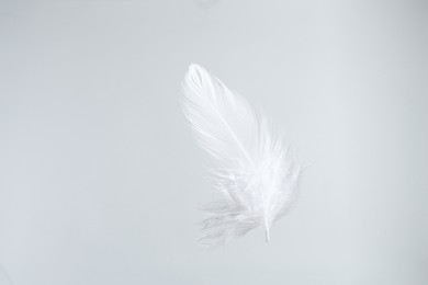 Photo of One beautiful fluffy feather isolated on white