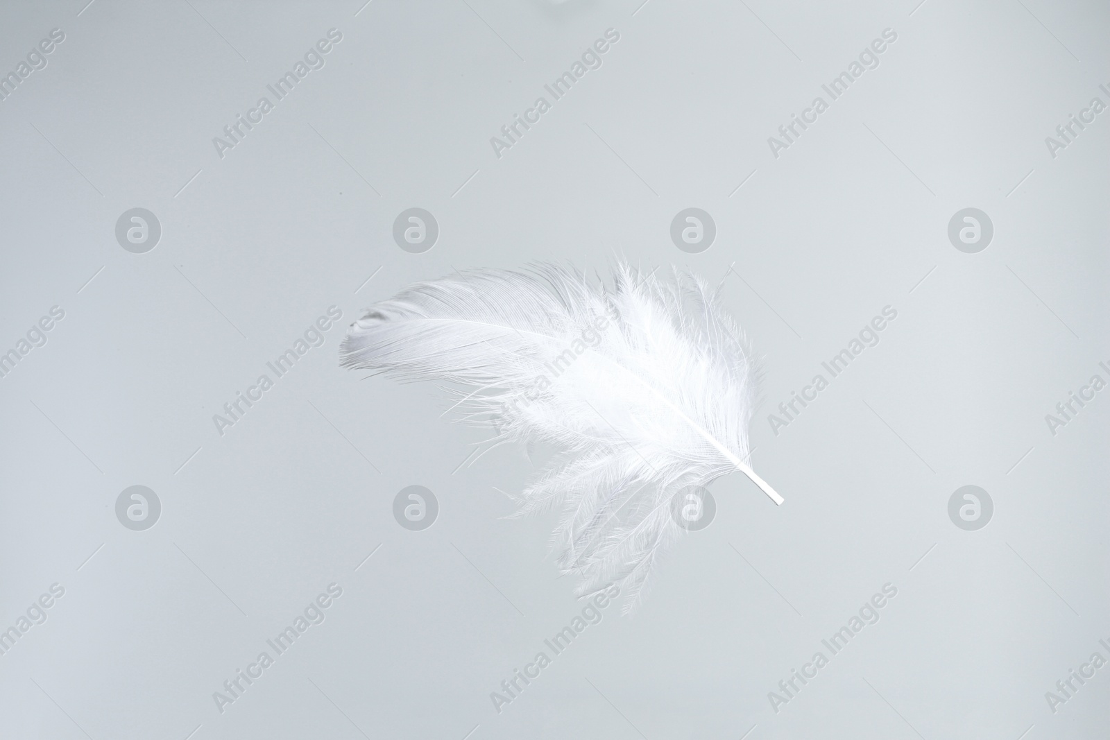 Photo of One beautiful fluffy feather isolated on white