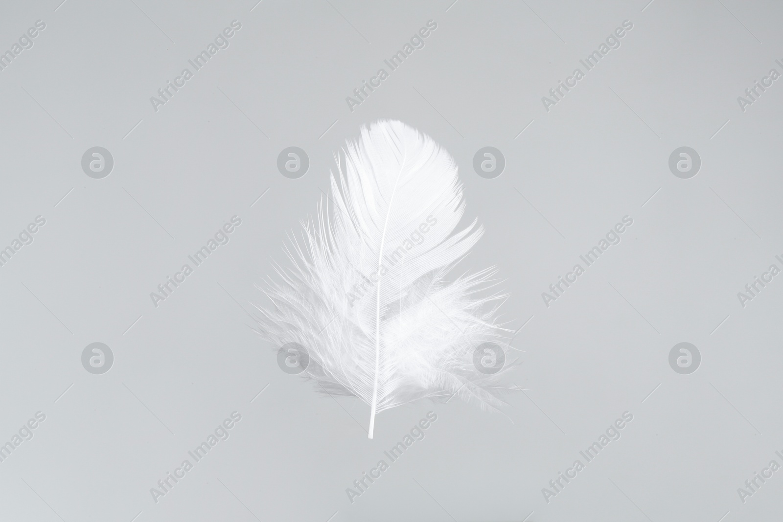 Photo of One beautiful fluffy feather isolated on white