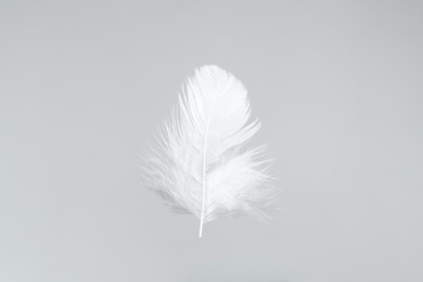 Photo of One beautiful fluffy feather isolated on white