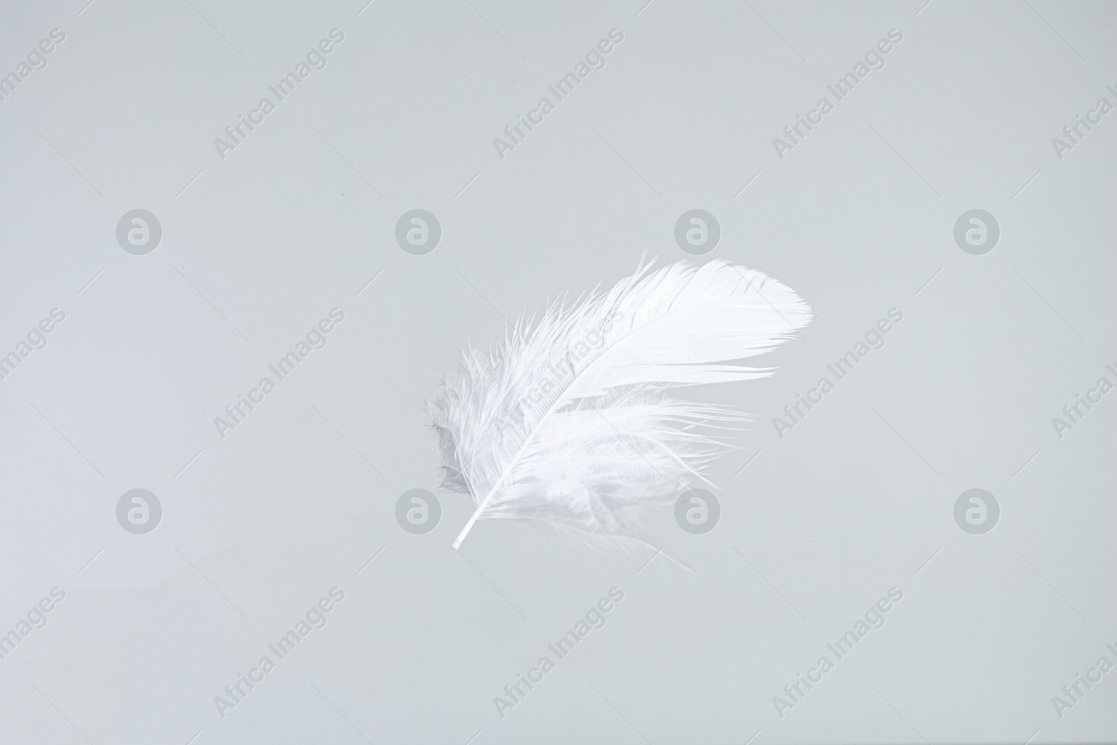 Photo of One beautiful fluffy feather isolated on white