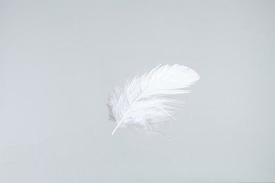 Photo of One beautiful fluffy feather isolated on white