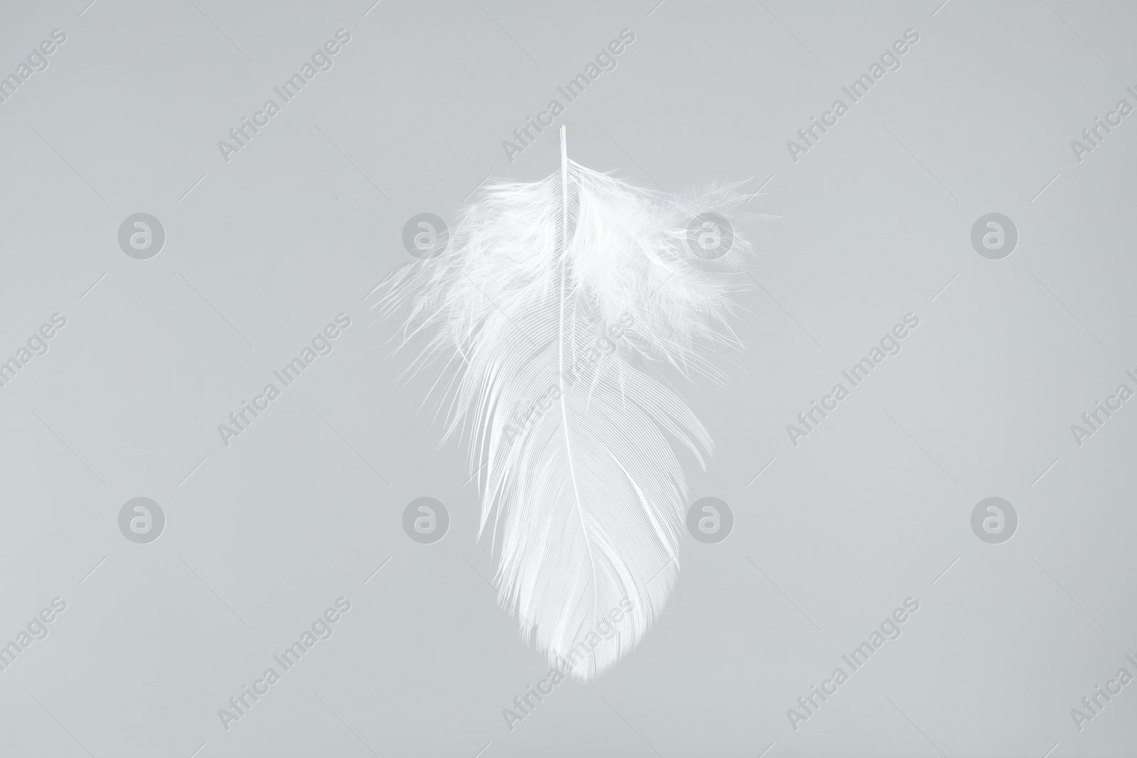 Photo of One beautiful fluffy feather isolated on white