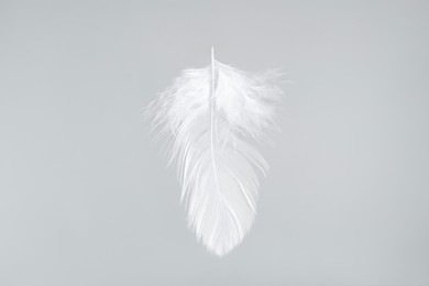 Photo of One beautiful fluffy feather isolated on white