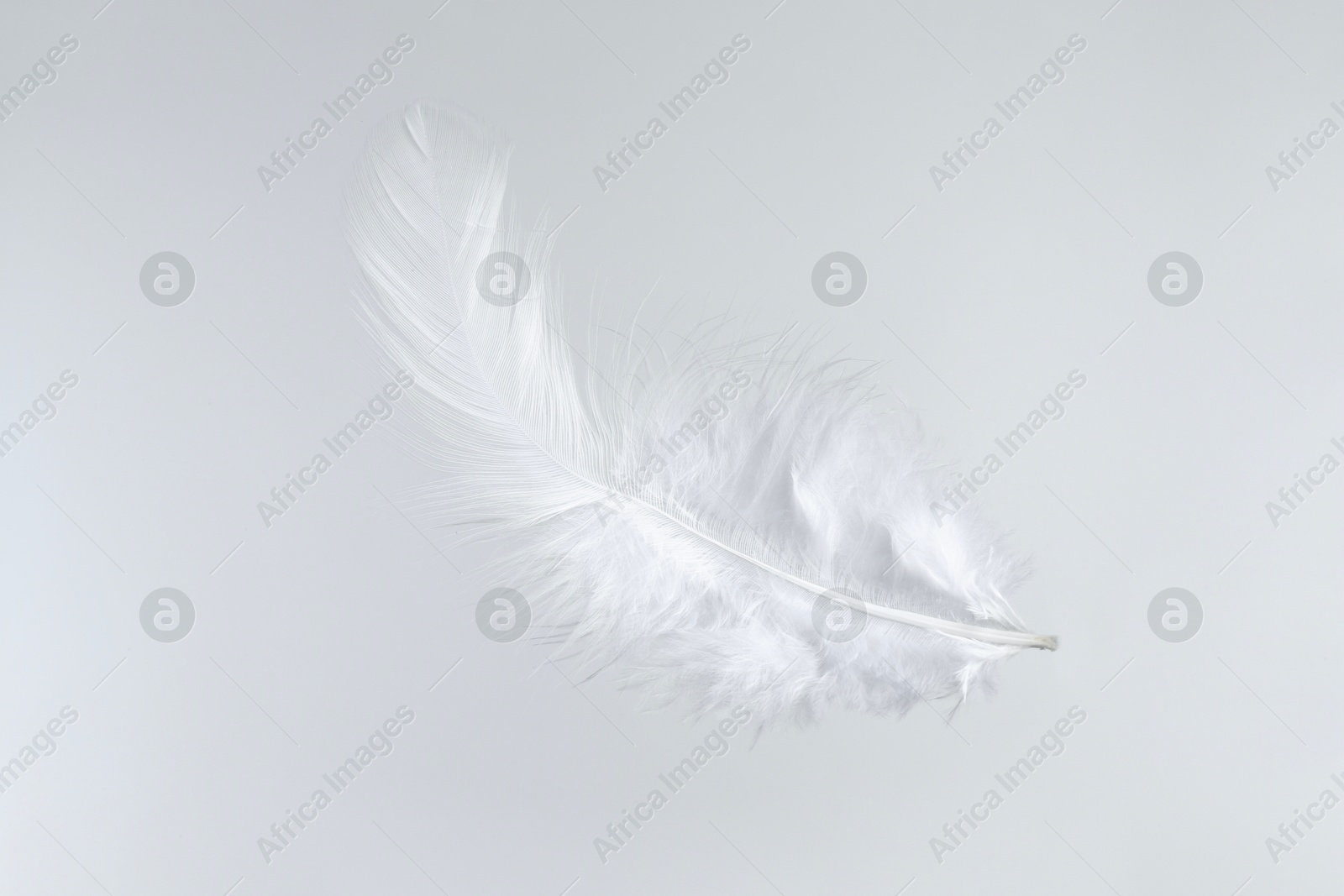 Photo of One beautiful fluffy feather isolated on white