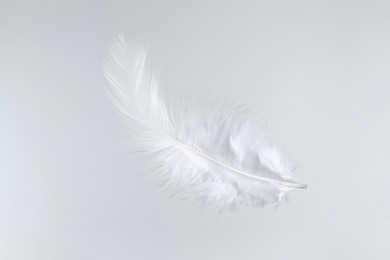 Photo of One beautiful fluffy feather isolated on white