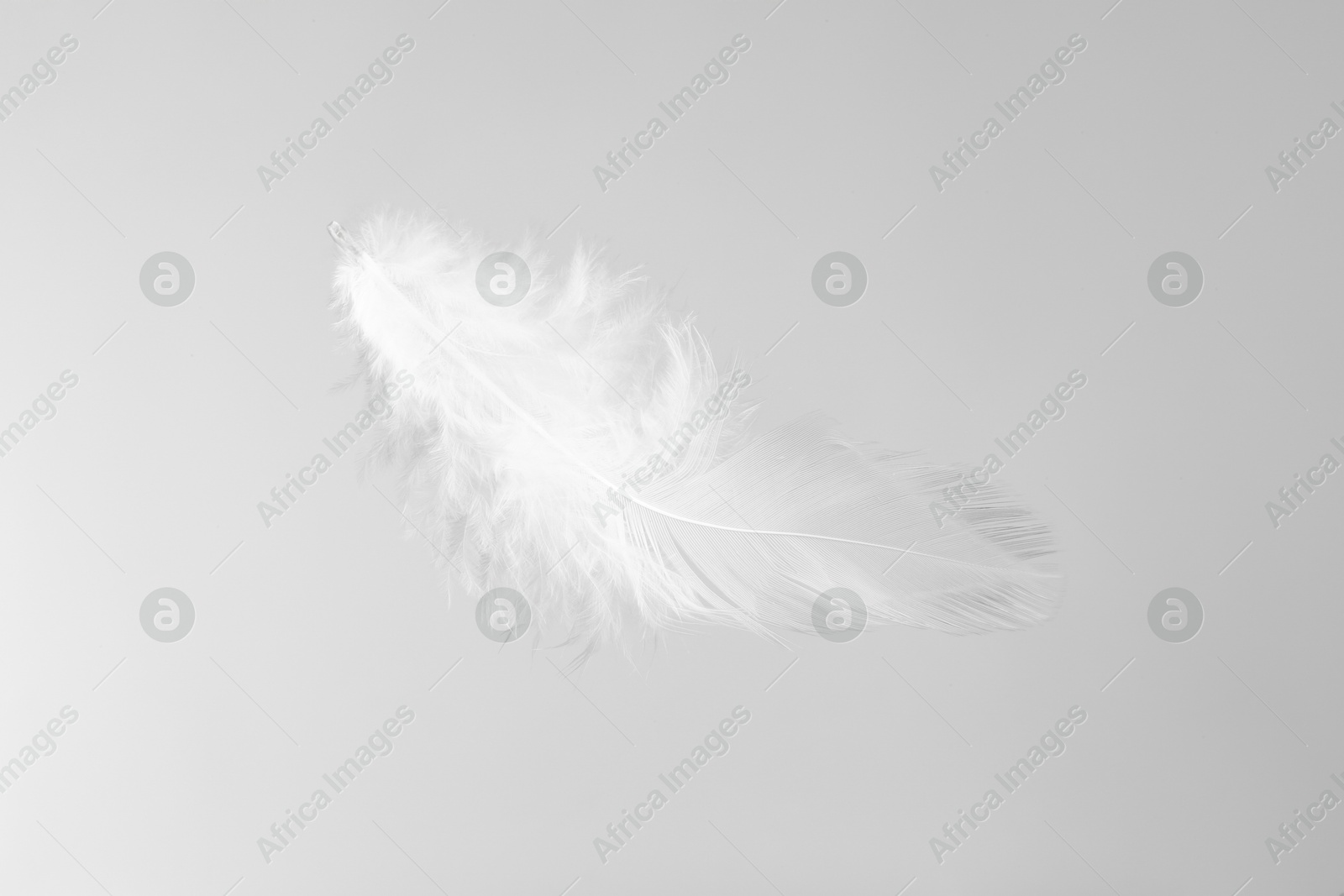 Photo of One beautiful fluffy feather isolated on white