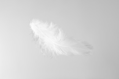 Photo of One beautiful fluffy feather isolated on white