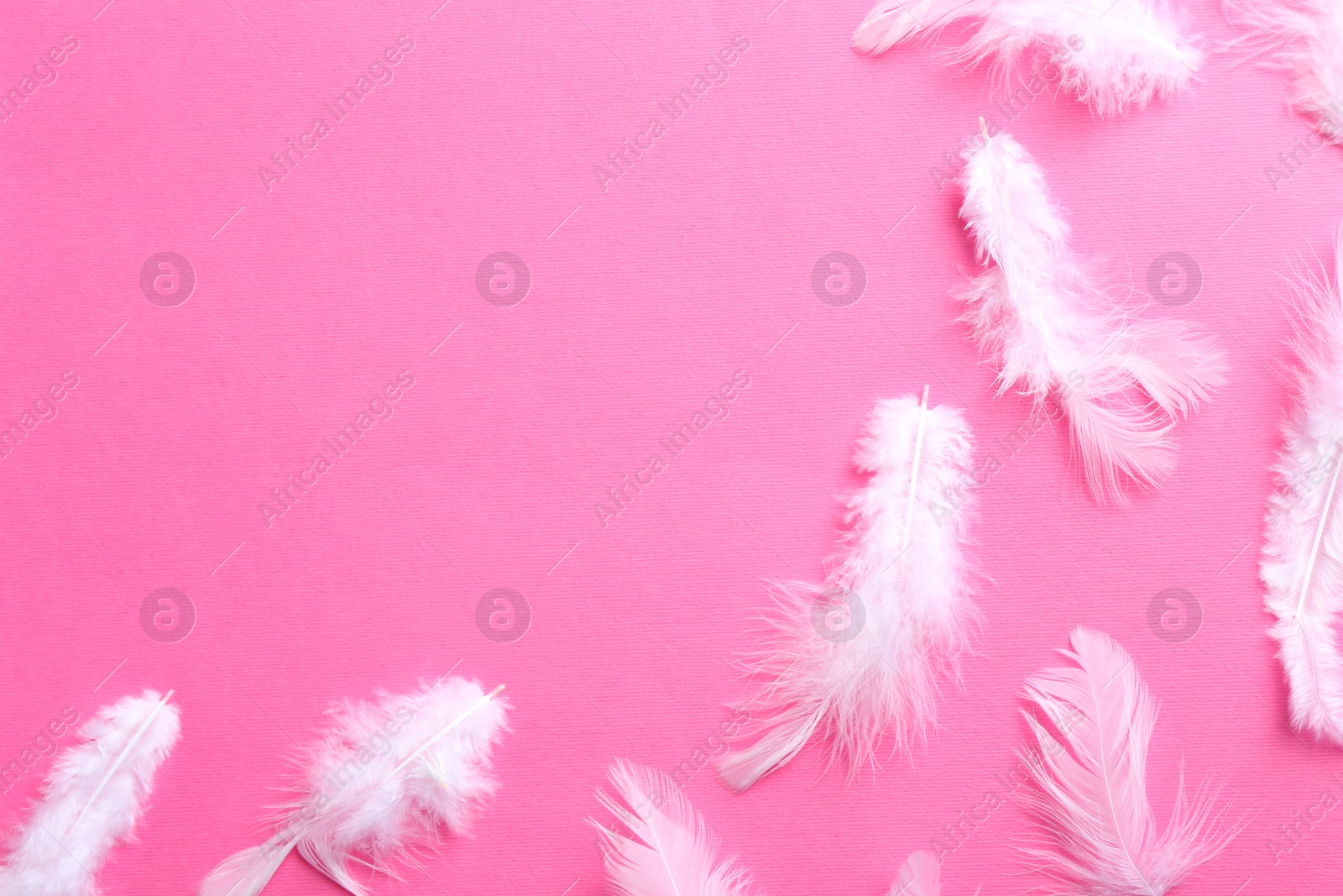 Photo of Many fluffy feathers on pink background, flat lay. Space for text