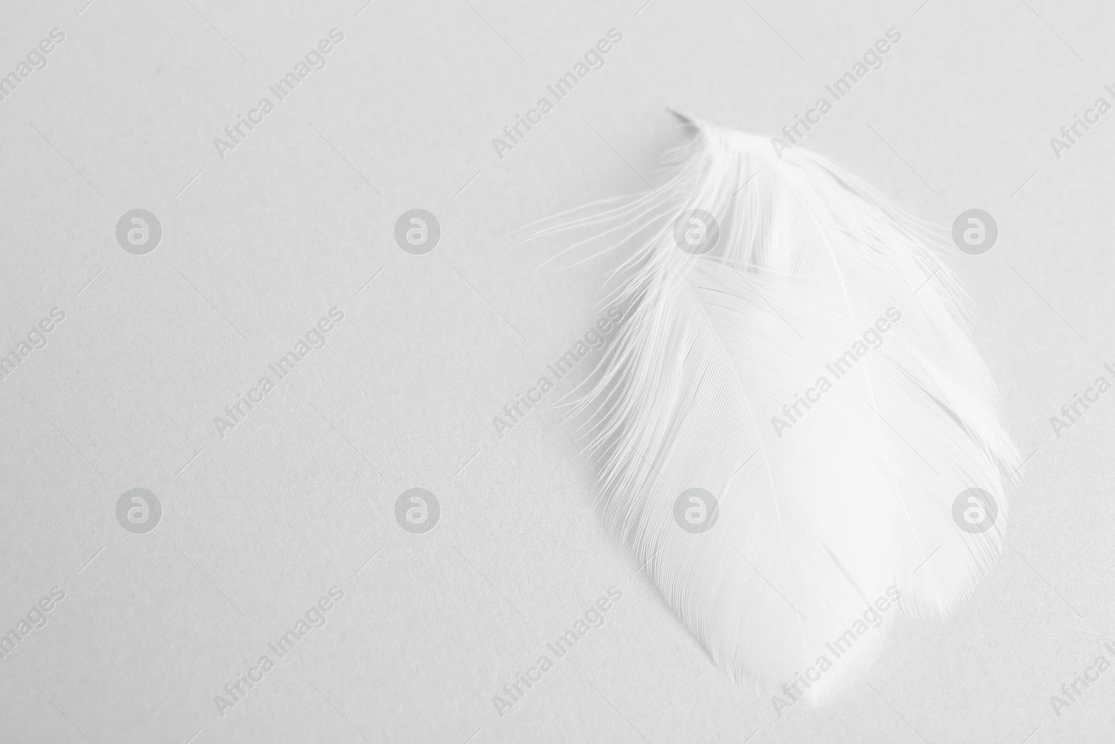 Photo of Beautiful fluffy feathers on light grey background, closeup. Space for text