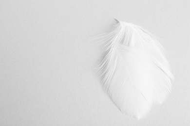 Photo of Beautiful fluffy feathers on light grey background, closeup. Space for text