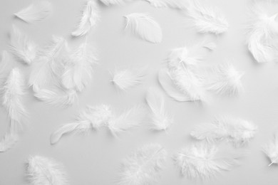 Photo of Beautiful fluffy feathers on light grey background, flat lay