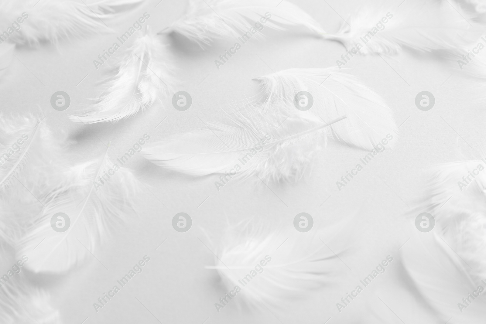 Photo of Beautiful fluffy feathers on light grey background, closeup