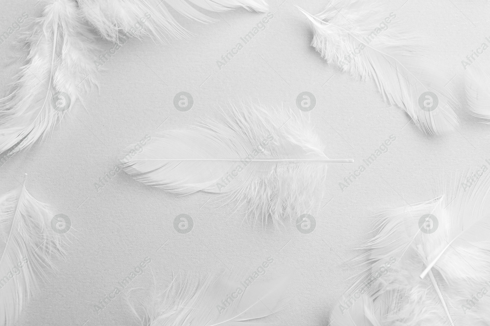 Photo of Beautiful fluffy feathers on light grey background, flat lay