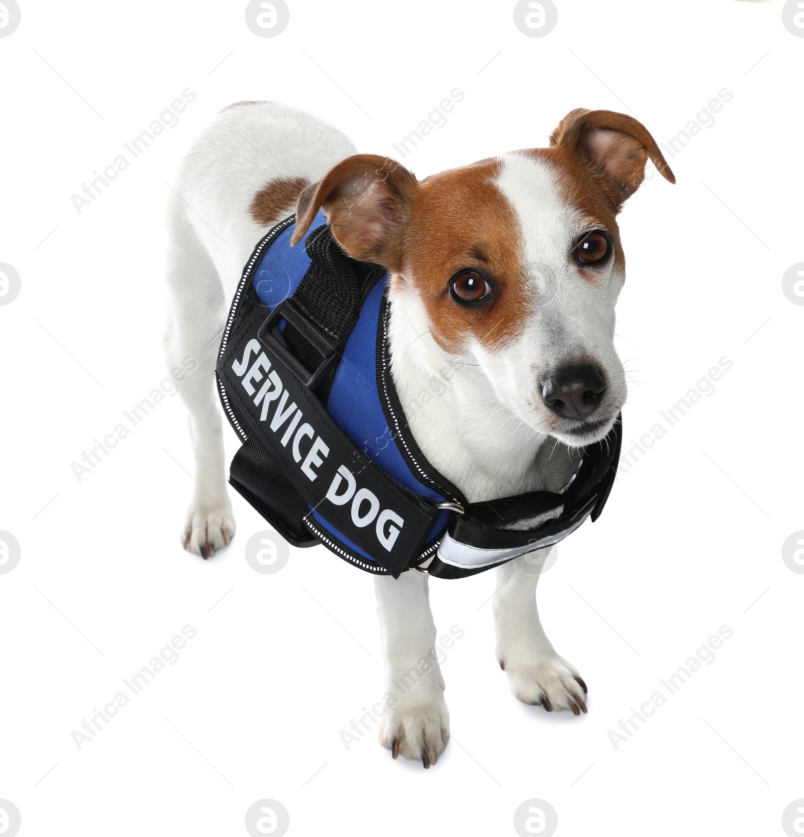 Photo of Service dog. Cute Jack Russell Terrier in vest isolated on white