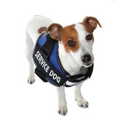 Photo of Service dog. Cute Jack Russell Terrier in vest isolated on white