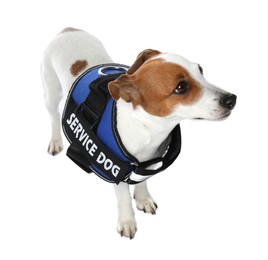 Photo of Service dog. Cute Jack Russell Terrier in vest isolated on white