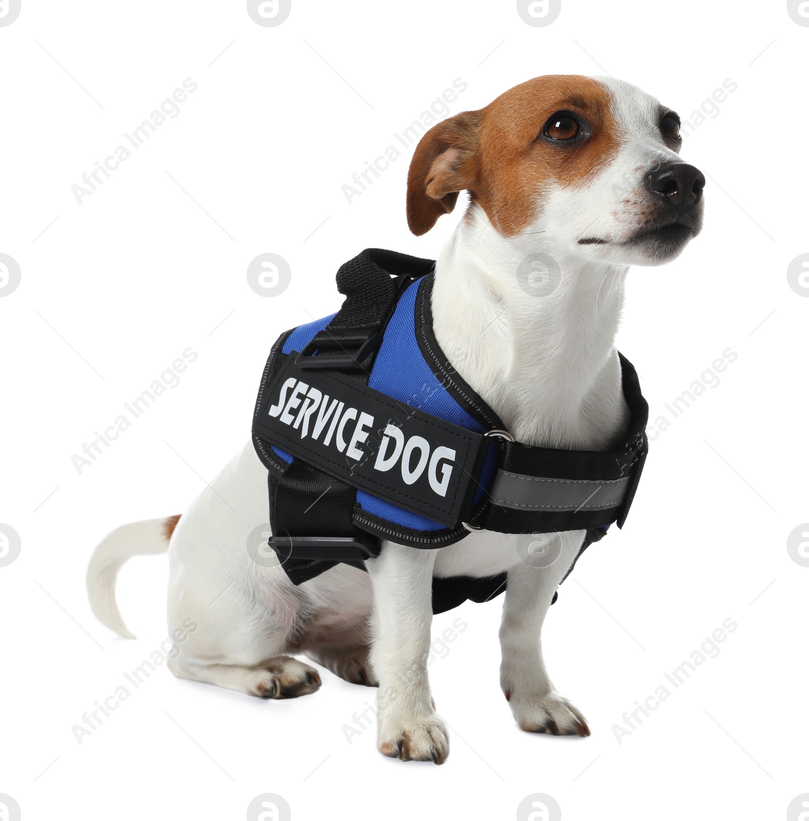 Photo of Service dog. Cute Jack Russell Terrier in vest isolated on white