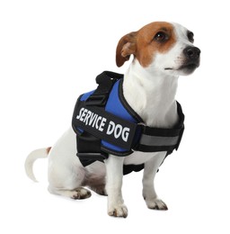 Photo of Service dog. Cute Jack Russell Terrier in vest isolated on white