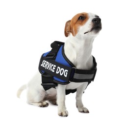 Photo of Service dog. Cute Jack Russell Terrier in vest isolated on white