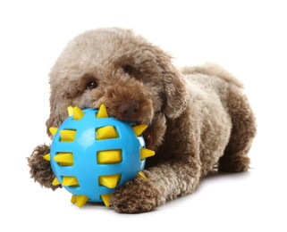 Photo of Cute dog playing with toy on white background. Adorable pet