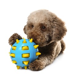 Photo of Cute dog playing with toy on white background. Adorable pet