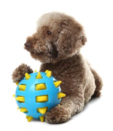 Photo of Cute dog with toy on white background. Adorable pet