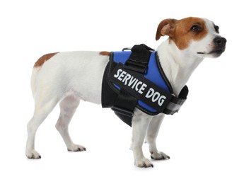 Photo of Service dog. Cute Jack Russell Terrier in vest isolated on white