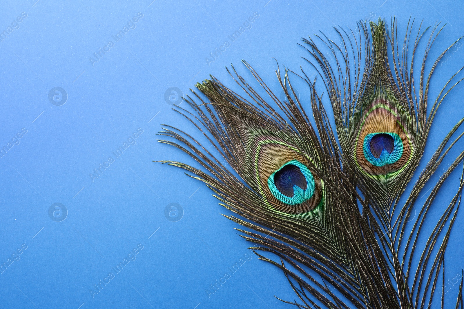 Photo of Two beautiful peacock feathers on blue background, top view. Space for text