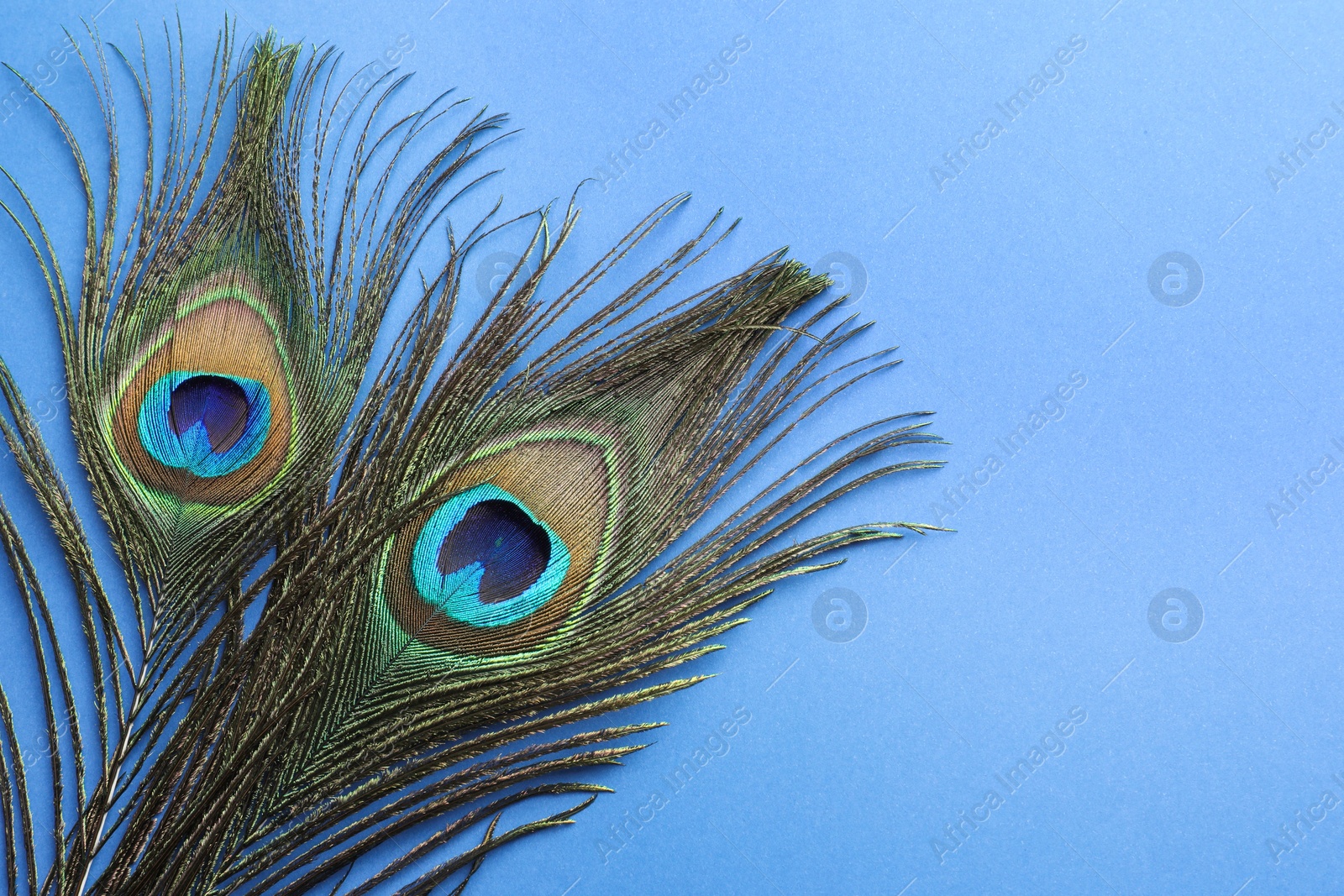 Photo of Two beautiful peacock feathers on blue background, above view. Space for text