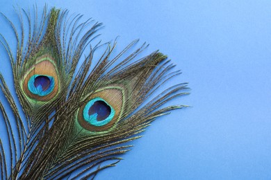 Photo of Two beautiful peacock feathers on blue background, above view. Space for text