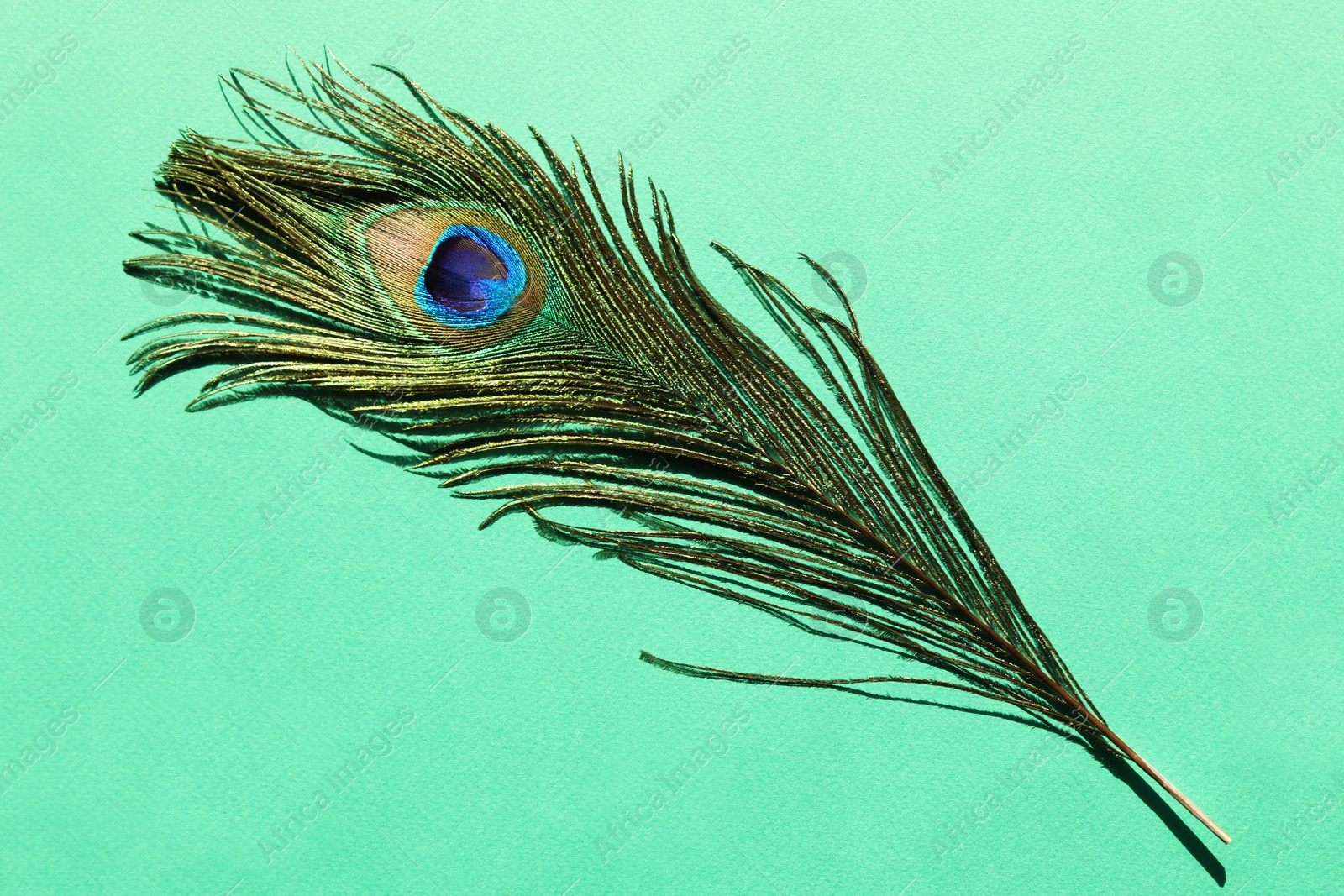 Photo of One beautiful peacock feather on turquoise background, top view