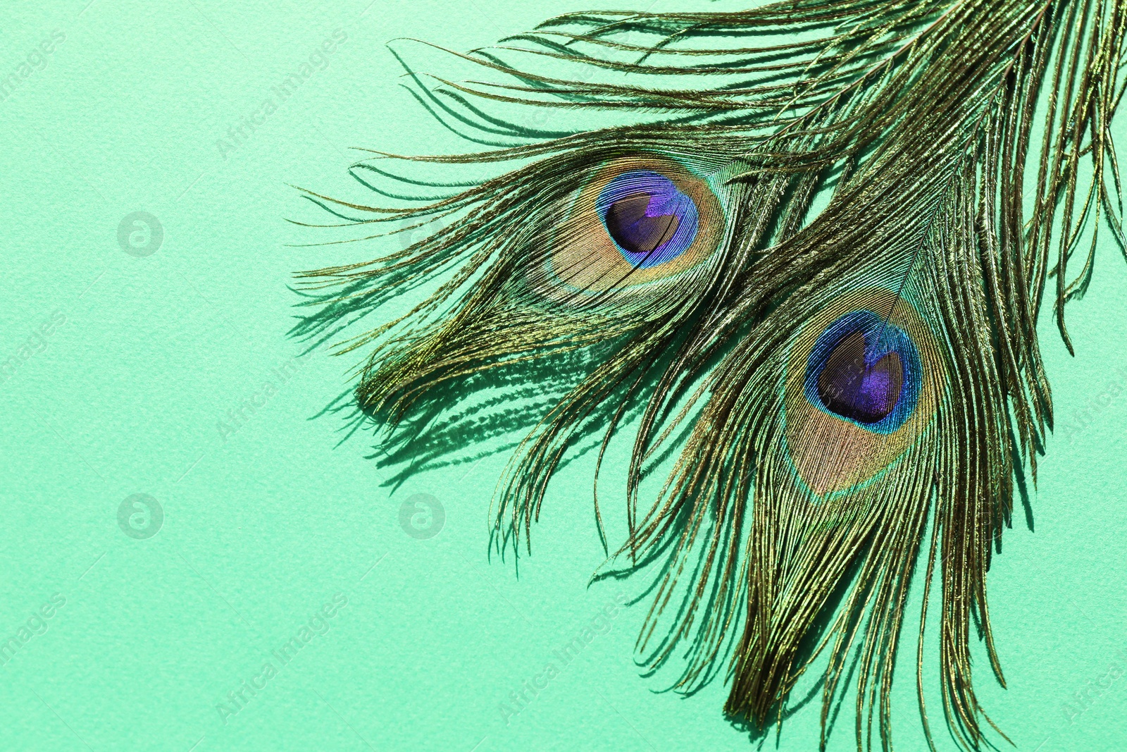 Photo of Two beautiful peacock feathers on turquoise background, top view. Space for text