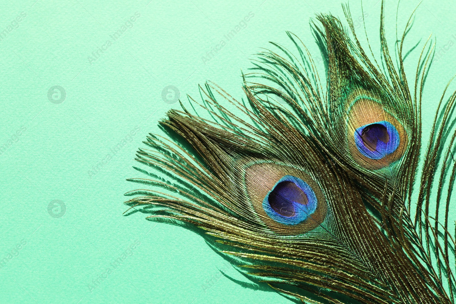 Photo of Two beautiful peacock feathers on turquoise background, top view. Space for text