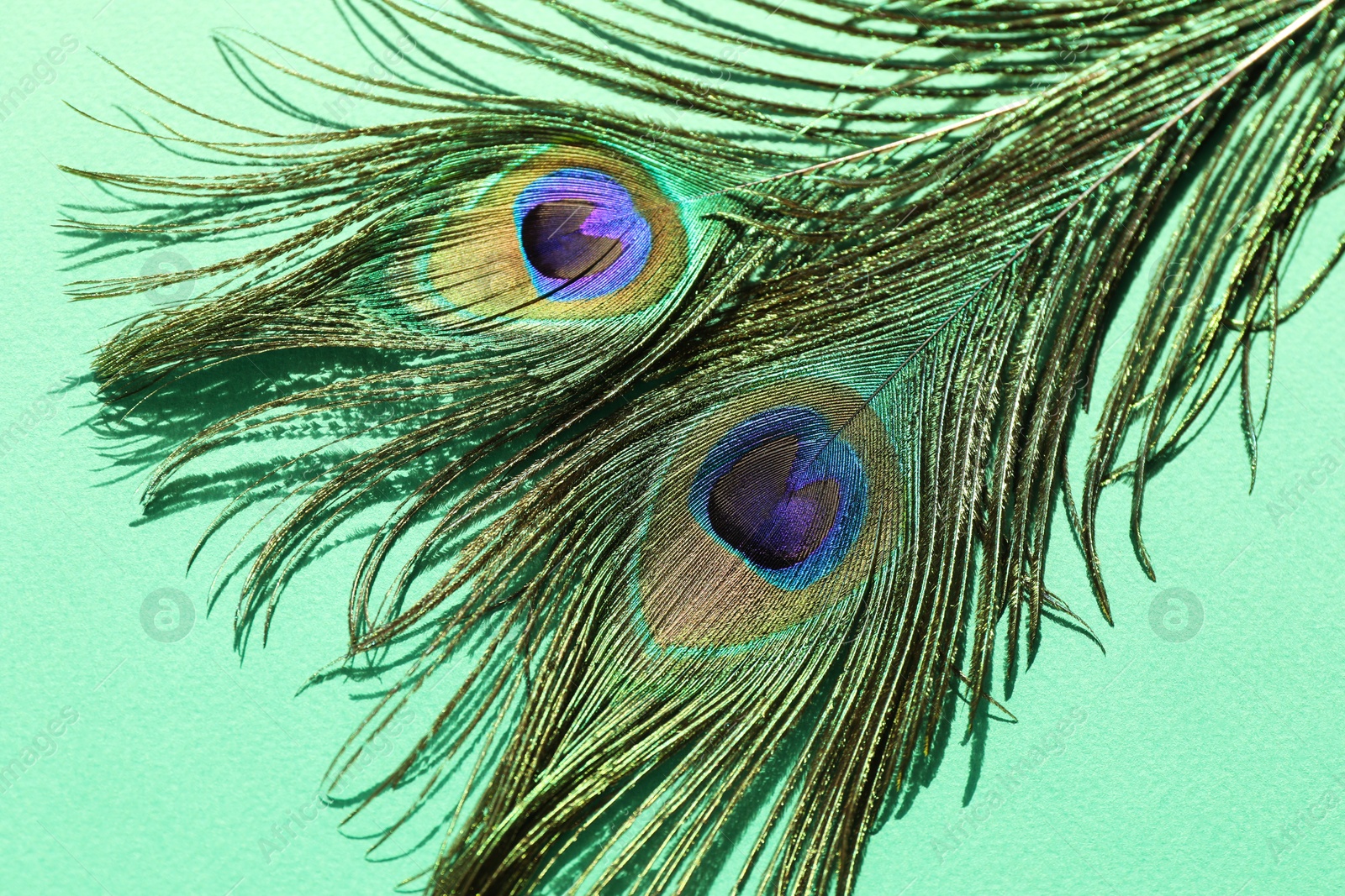 Photo of Two beautiful peacock feathers on turquoise background, top view