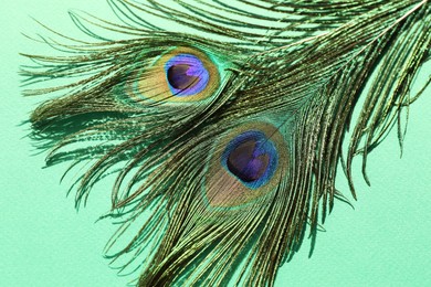 Two beautiful peacock feathers on turquoise background, top view