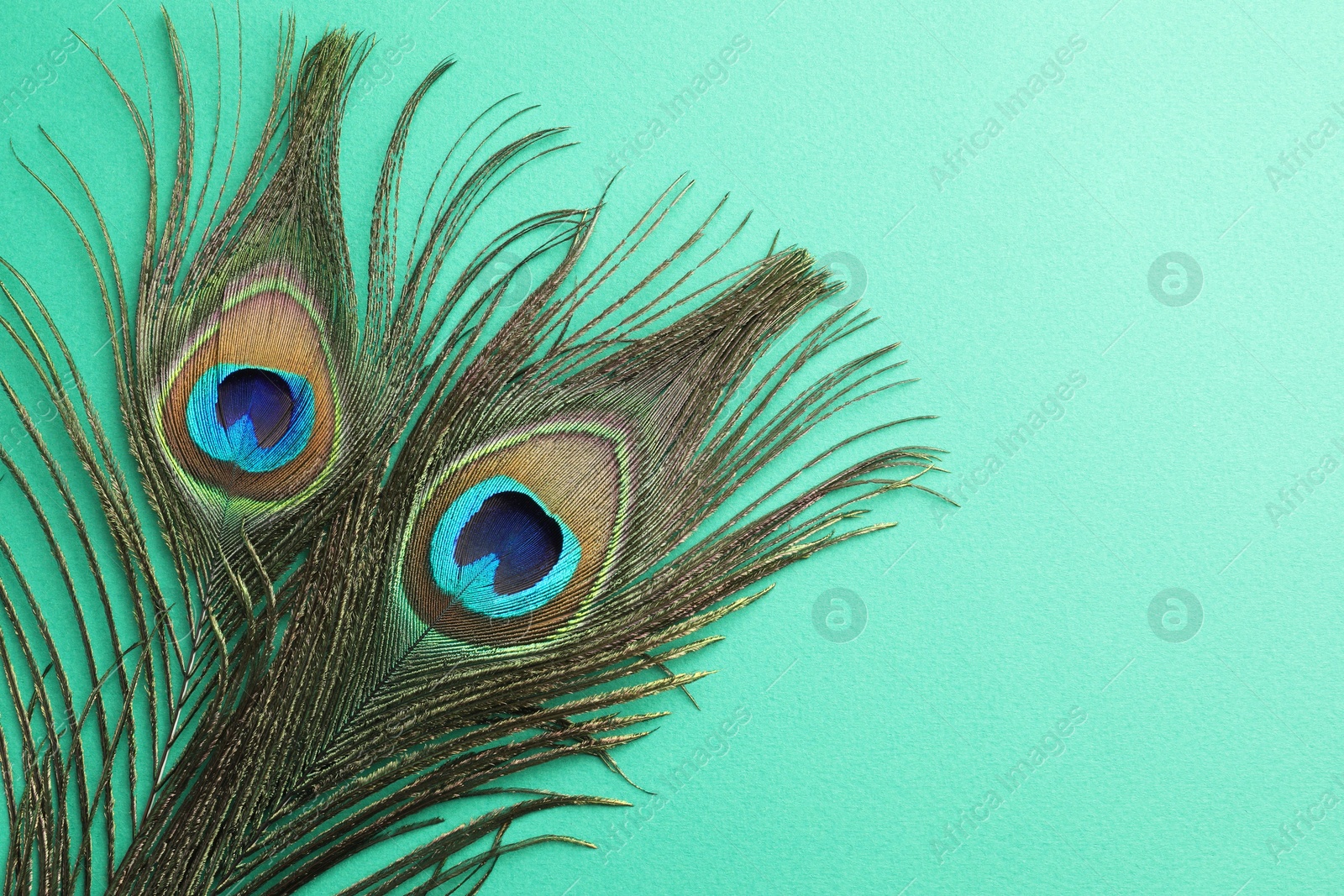 Photo of Two beautiful peacock feathers on turquoise background, top view. Space for text