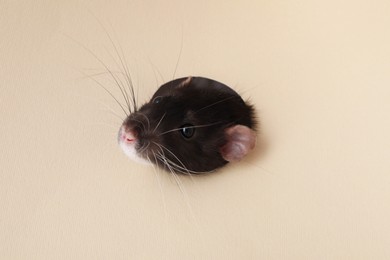 Photo of Cute rat looking through hole in beige paper sheet