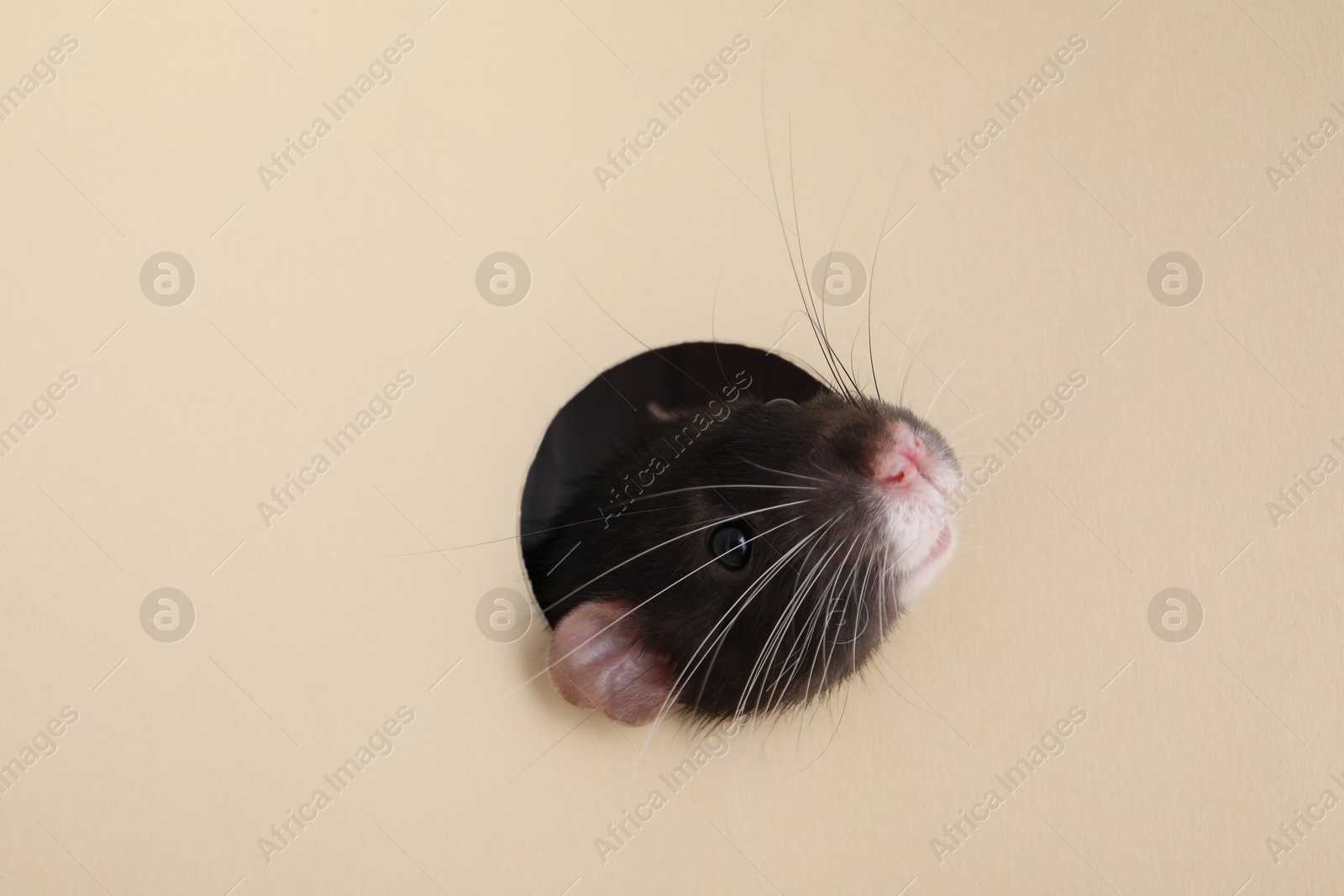 Photo of Cute rat looking through hole in beige paper sheet