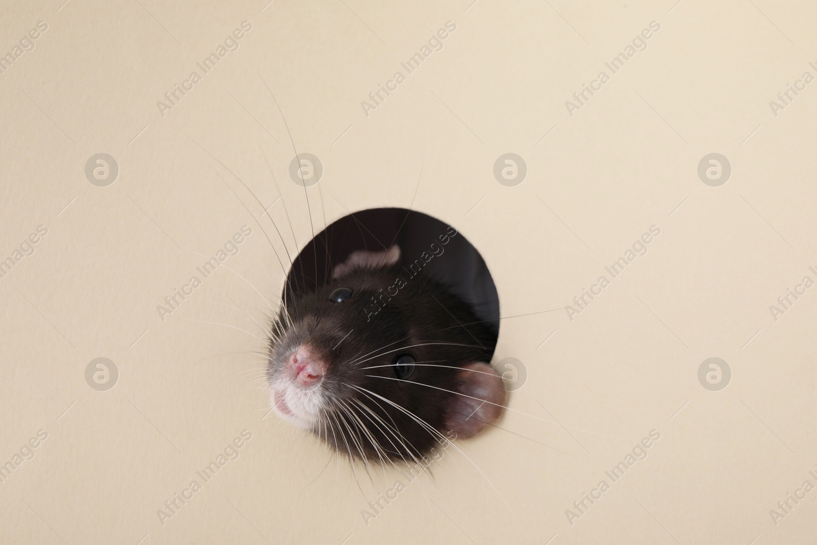 Photo of Cute rat looking through hole in beige paper sheet