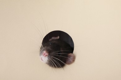 Photo of Cute rat looking through hole in beige paper sheet