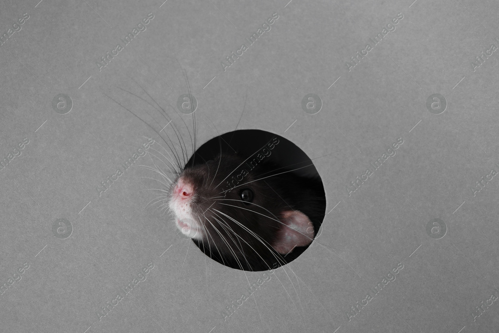 Photo of Cute rat looking through hole in grey paper sheet