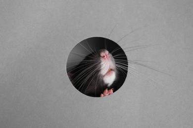 Photo of Cute rat looking through hole in grey paper sheet