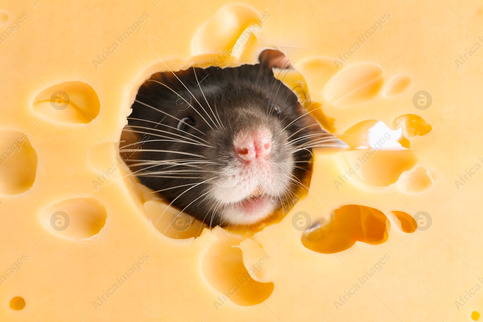 Photo of Cute small rat looking out of hole in cheese, closeup