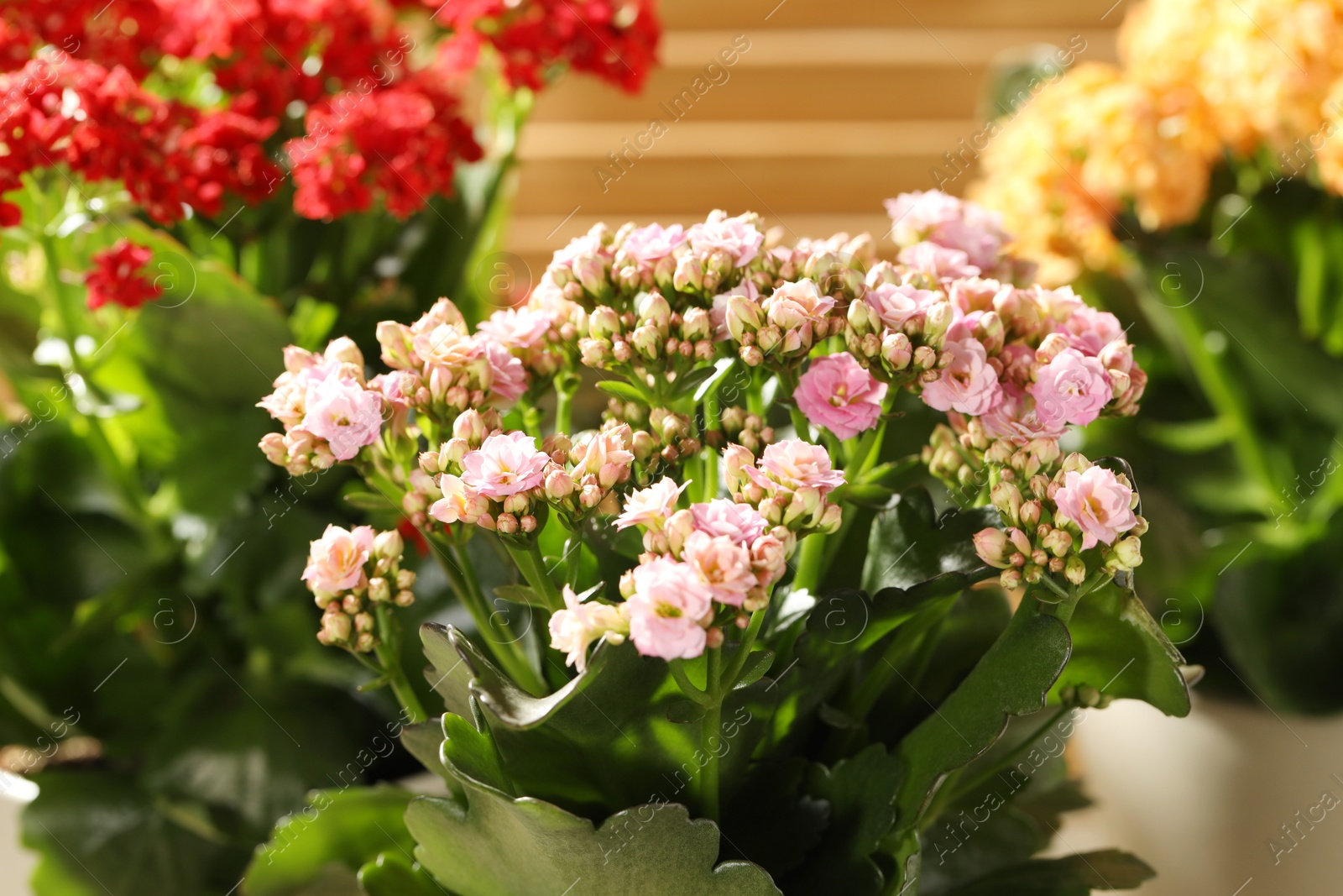 Photo of Different beautiful kalanchoe flowers in pots indoors, closeup