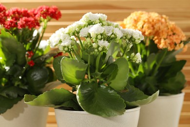 Different beautiful kalanchoe flowers in pots indoors, closeup