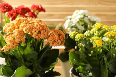 Photo of Different beautiful kalanchoe flowers in pots indoors, closeup