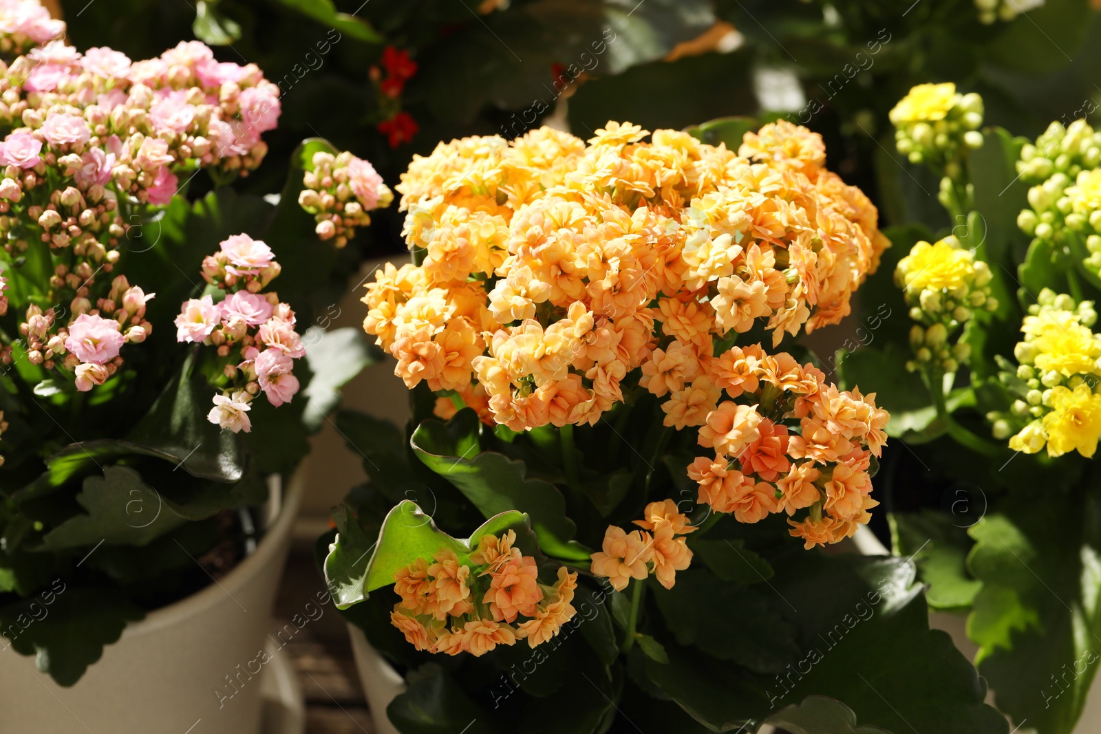 Photo of Different beautiful kalanchoe flowers in pots, closeup