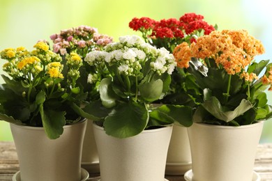 Photo of Different beautiful kalanchoe flowers in pots on table, closeup